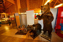 Stuffed local wildlife including brown bear in tourist hotel, Velebit Nature Park, Rewilding Europe area, Velebit mountains, Croatia