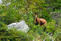 Balkan Chamois (Rupicapra rupicapra balkanica) Gems, Paklenica National Park, Velebit Nature Park, Rewilding Europe area, Velebit mountains, Croatia