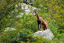 Balkan Chamois (Rupicapra rupicapra balkanica) Gems, Paklenica National Park, Velebit Nature Park, Rewilding Europe area, Velebit mountains, Croatia