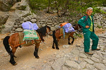 Park ranger with pack mules on the main trail, Paklenica National Park, Velebit Nature Park, Rewilding Europe area, Velebit mountains, Croatia June 2012