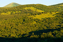 Trees regenerating on abandoned grazing lands, Zlatni Rog / Puskar area, Velebit Nature Park, Rewilding Europe area, Velebit mountains, Croatia June 2012