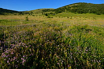 Abandoned grazing lands, Zlatni Rog / Puskar area, Velebit Nature Park, Rewilding Europe area, Velebit mountains, Croatia June 2012