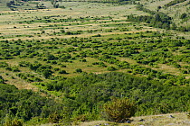 Abandoned farmland fields with regenerating shrubs and trees, Velebit Nature Park, Rewilding Europe area, Velebit mountains, Croatia June 2012