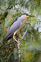 Black crowned night heron (Nycticorax nycticorax) perching profile, Danube delta rewilding area, Romania May