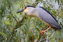 Black crowned night heron (Nycticorax nycticorax) perching profile, Danube delta rewilding area, Romania May