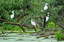 White Spoonbills (Platalea leucorodia) resting on half submerged tree, Danube delta rewilding area, Romania May