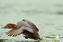 European Pochard (Aythya ferina) female taking off from water, Danube delta rewilding area, Romania May