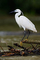 Little egret (Egretta garzetta) profile portrait, Danube delta rewilding area, Romania May