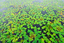 Water chestnut (Trapa natans) leaves covering surface of water, Danube delta rewilding area, Romania