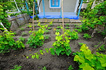 Vegetable plot outside house in Crisan, Danube delta rewilding area, Romania, May 2012