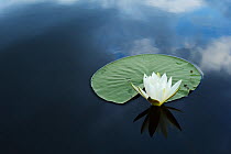 RF- White water lily (Nymphaea alba) on calm water, Danube delta rewilding area, Romania. (This image may be licensed either as rights managed or royalty free.)