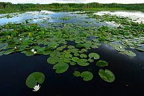 White water lilies (Nymphaea alba) on surface of Danube delta rewilding area, Romania