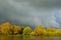 Storm clouds over trees and  reed beds (Phragmites communis) Danube delta rewilding area, Romania, May