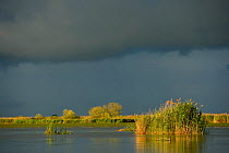Storm clouds over the reed beds (Phragmites communis) Danube delta rewilding area, Romania, May