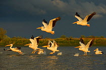 RF- Eastern white pelicans (Pelecanus onocrotalus) taking off from water, Danube delta rewilding area, Romania. May. (This image may be licensed either as rights managed or royalty free.)