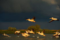 Eastern white pelicans (Pelecanus onocrotalus) taking off from water, Danube delta rewilding area, Romania May