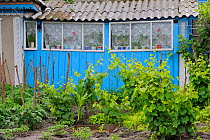 Vegetable plot garden, Crisan, Danube delta rewilding area, Romania