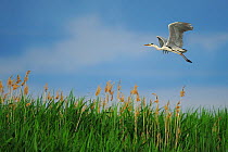 Grey heron (Ardea cinerea) in flight above reed beds, Danube delta rewilding area, Romania May