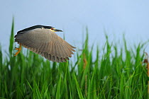 Black crowned night heron (Nycticorax nycticorax) flying above reed beds, Danube delta rewilding area, Romania May