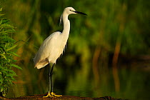 Little egret (Egretta garzetta) profile portrait, Danube delta rewilding area, Romania May