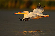 Eastern white pelican (Pelecanus onocrotalus) in flight over water, Danube delta rewilding area, Romania May sequence 3/10