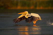 Eastern white pelican (Pelecanus onocrotalus) taking off from water, Danube delta rewilding area, Romania May sequence 1/10