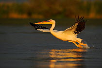 Eastern white pelican (Pelecanus onocrotalus) taking off from water, Danube delta rewilding area, Romania May sequence 2/10