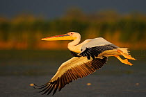 Eastern white pelican (Pelecanus onocrotalus) flying above water, Danube delta rewilding area, Romania May sequence 4/10