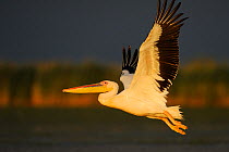 Eastern white pelican (Pelecanus onocrotalus) flying above water, Danube delta rewilding area, Romania May sequence 5/10