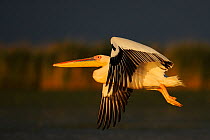 Eastern white pelican (Pelecanus onocrotalus) flying above water, Danube delta rewilding area, Romania May sequence 6/10