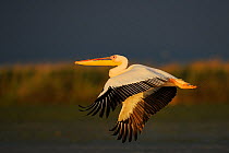 Eastern white pelican (Pelecanus onocrotalus) flying above water, Danube delta rewilding area, Romania May sequence 8/10