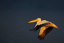 Eastern white pelican (Pelecanus onocrotalus) flying above water, Danube delta rewilding area, Romania May sequence 9/10