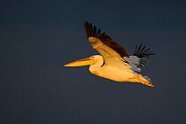 Eastern white pelican (Pelecanus onocrotalus) flying, Danube delta rewilding area, Romania May sequence 10/10