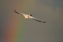 Eastern white pelican (Pelecanus onocrotalus) in flight with rainbow behind, Danube delta rewilding area, Romania May