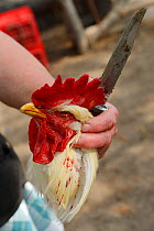 Head of Cockerel slaughtered for dinner, Letea, Danube delta rewilding area, Romania