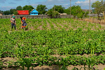 Women working in the vegetable fields, Letea, Danube delta rewilding area, Romania May 2012