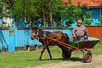 Man in traditional horse-drawn cart, Letea, Danube delta rewilding area, Romania May 2012