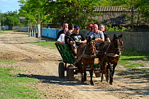 Tourism in the delta, horse wagon trip, Letea, Danube delta rewilding area, Romania May 2012