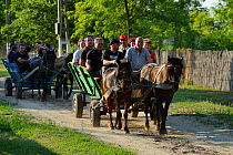 Tourism in the delta, horse wagon trip, Letea, Danube delta rewilding area, Romania May 2012