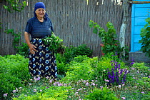 Farm woman working in the garden, Letea, Danube delta rewilding area, Romania May 2012