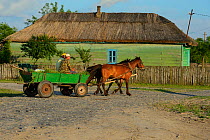 Traditional means of transport, horse and cart, Letea, Danube delta rewilding area, Romania May 2012