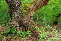 Oak tree (Quercus robur) ancient gnarled tree trunk, Letea forest, Strictly protected nature reserve, Danube delta rewilding area, Romania
