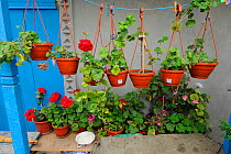 Home plants, mainly geraniums, outside house in Letea, Danube delta rewilding area, Romania