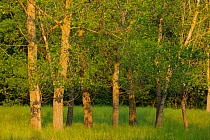 White Poplar trees (Populus alba) Letea forest, Strictly protected nature reserve, Danube delta rewilding area, Romania