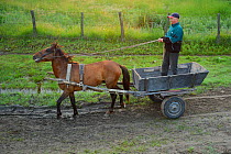 Traditional means of transport, horse and cart, Danube delta rewilding area, Romania May 2012