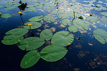 Yellow water lilies (Nuphar lutea) on river surface, Danube delta rewilding area, Romania