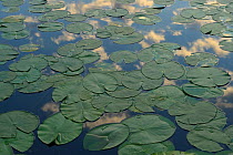 Yellow water lilies (Nuphar lutea) lily pads on surface, Danube delta rewilding area, Romania