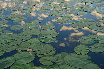 Yellow water lilies (Nuphar lutea) lily pads on surface, Danube delta rewilding area, Romania
