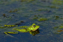 Pool Frog (Rana lessonae) at water surface, Danube delta rewilding area, Romania