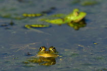 Pool Frogs (Rana lessonae) at water  surface, Danube delta rewilding area, Romania